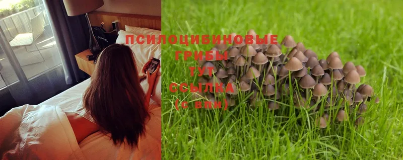 Галлюциногенные грибы Magic Shrooms  как найти наркотики  Бузулук 